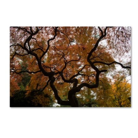 Kurt Shaffer 'Brilliant Japanese Maple Abstract' Canvas Art,22x32